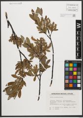 Foto von Salix waldsteiniana Willd.